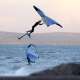 FLYSURFER TAO
